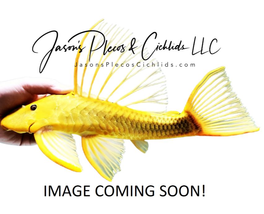 L520 - (Pseudacanthicus sp.)