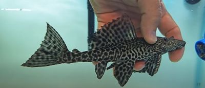 L021 Common Pleco – (Pterygoplichthys pardalis)
