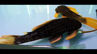Phase II Luteus Pleco/Golden Sailfin Pleco - (Hypostomus Luteus) Argentina