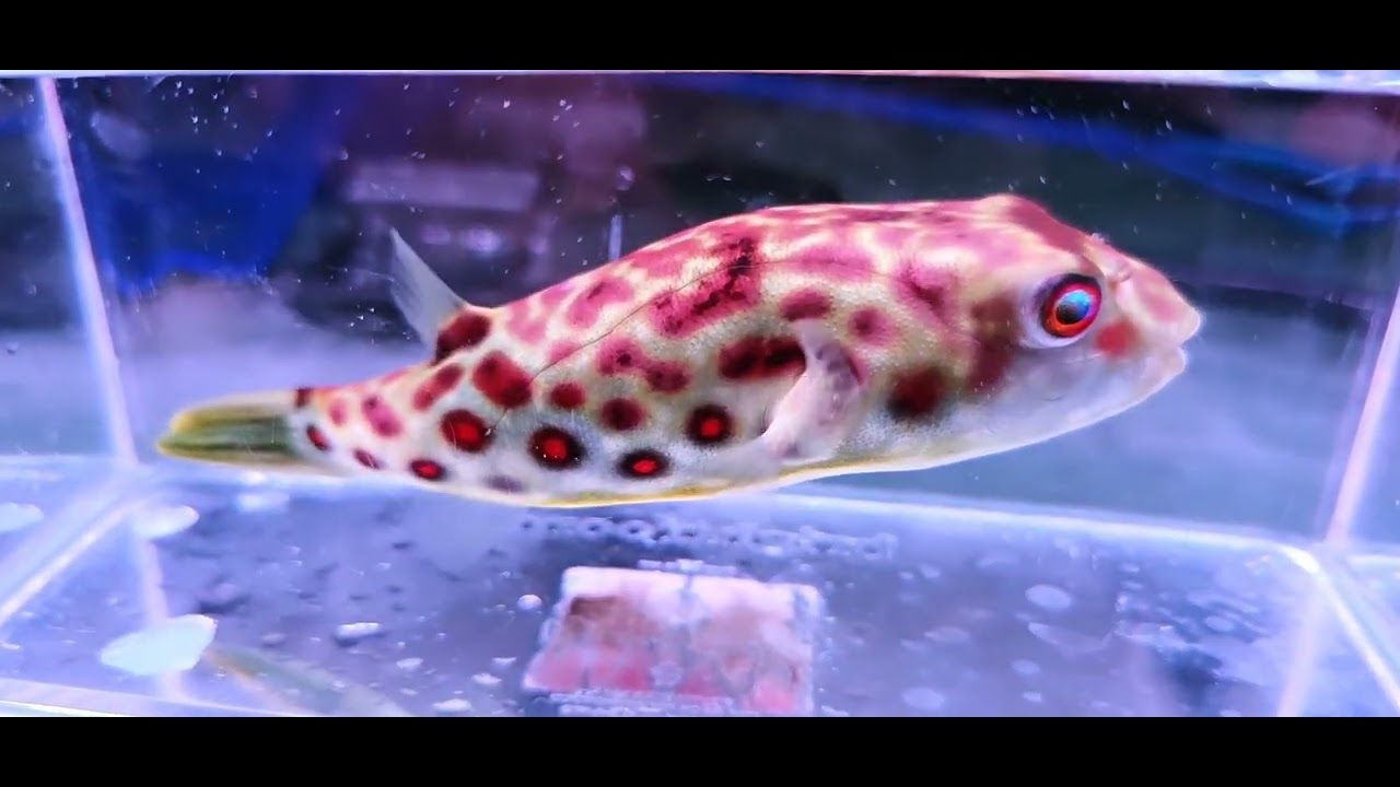 Cross River Puffer - (Tetraodon pustulatus)