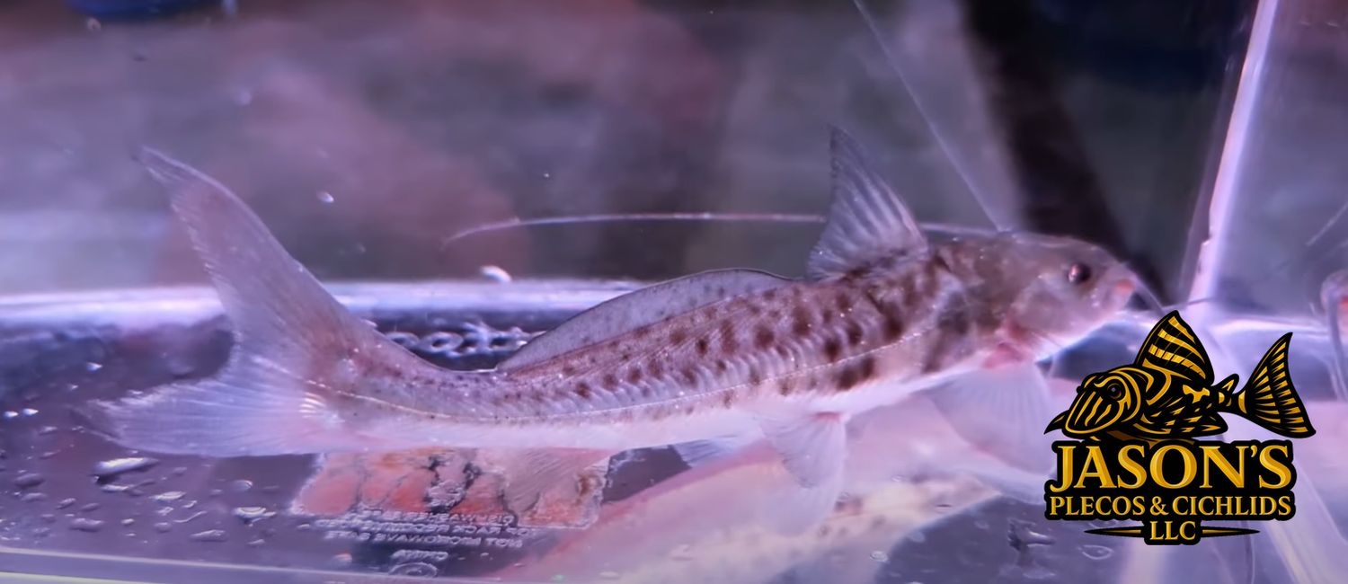 Vulture Catfish - (Calophysus macropterus)