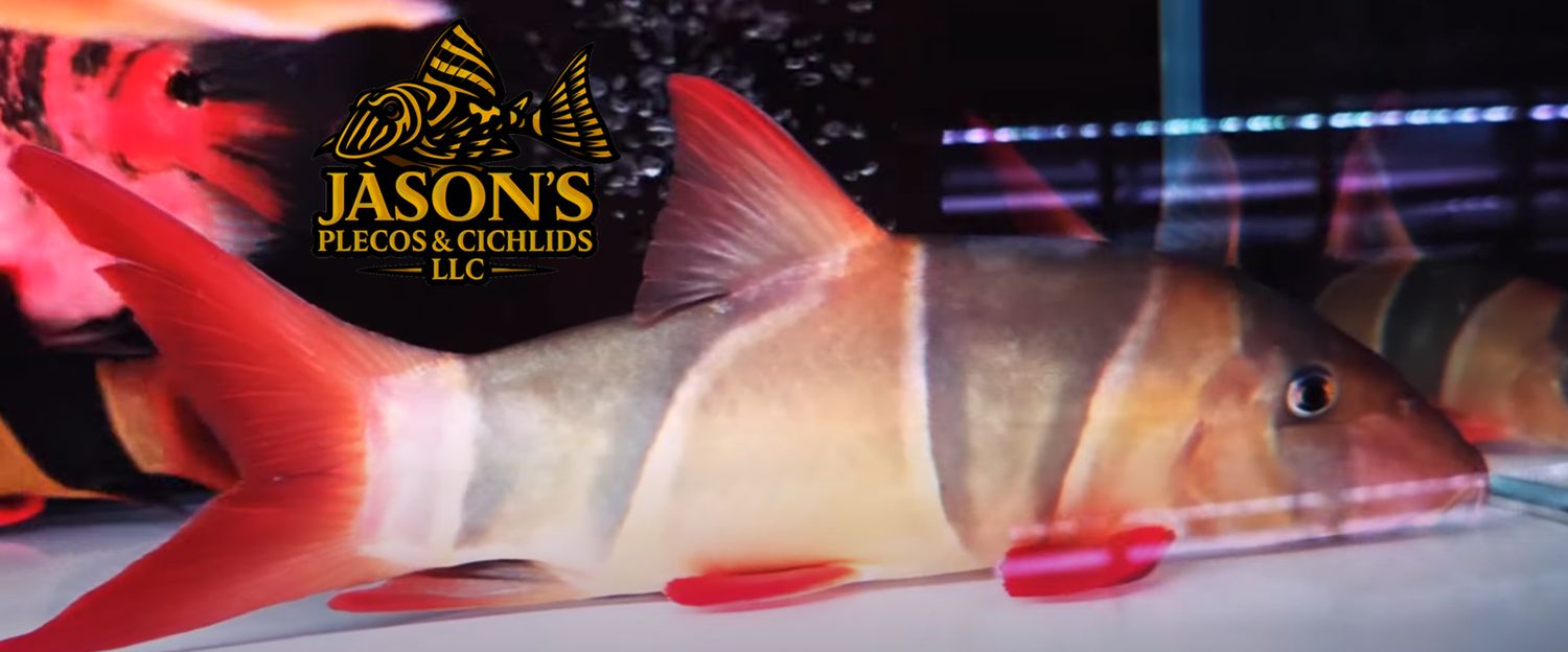 Clown Loach - (Chromobotia macracanthus)