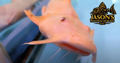 Albino Yarrelli Goonch Catfish - (Bagarius Yarrelli)
