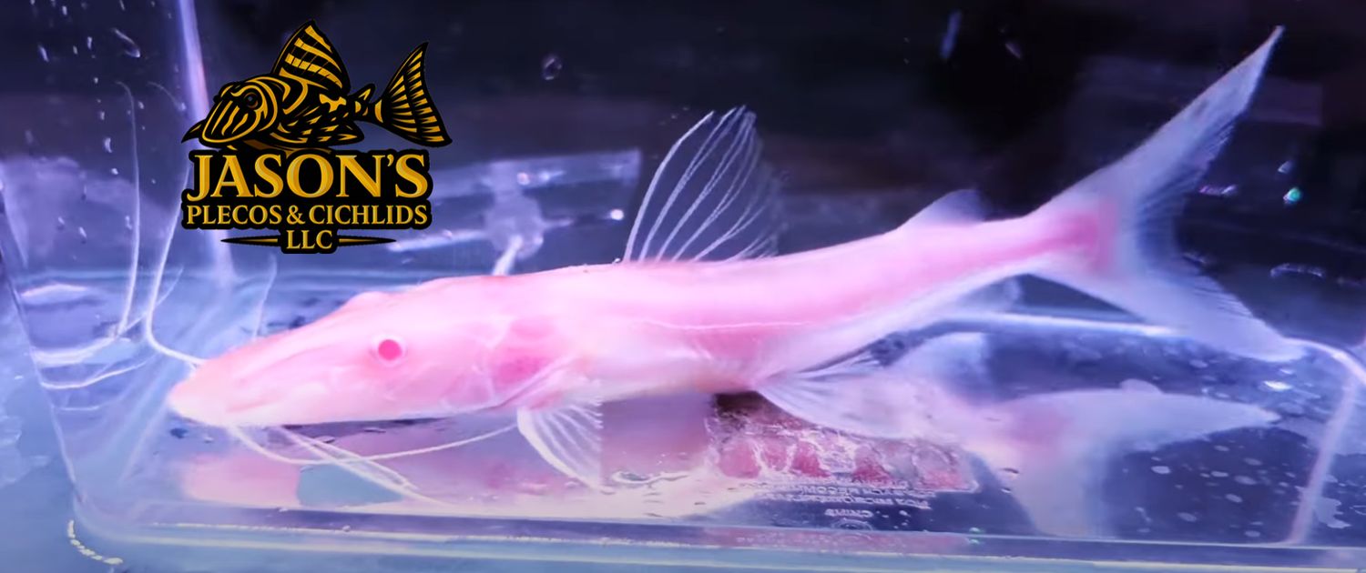 Albino Tiger Shovelnose Catfish - (Pseudoplatystoma fasciatum)