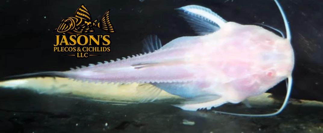 Albino Granulated Catfish - (Pterodoras granulosus)