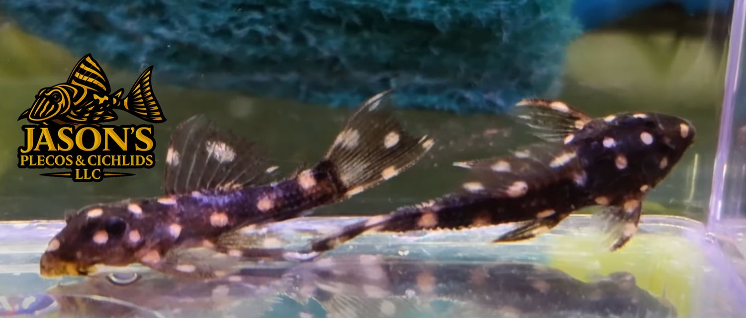 L520 - (Pseudacanthicus sp.)