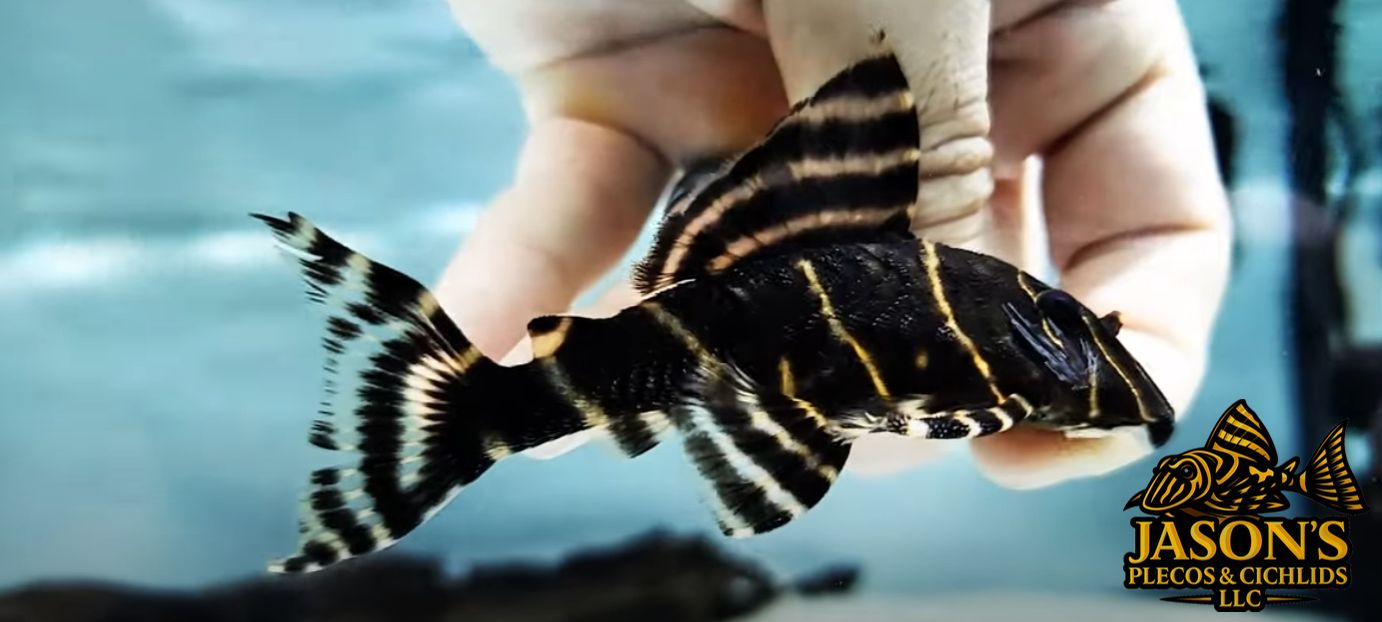 L204 Flash Pleco - (Panaqolus albivermis)