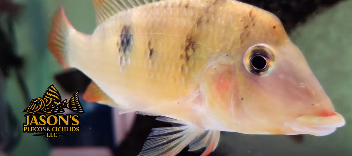 Red Hump Eartheater - (Geophagus steindachneri)
