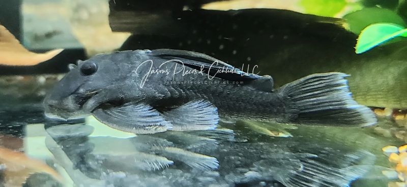 L239 Blue Panaque - (Baryancistrus beggini)