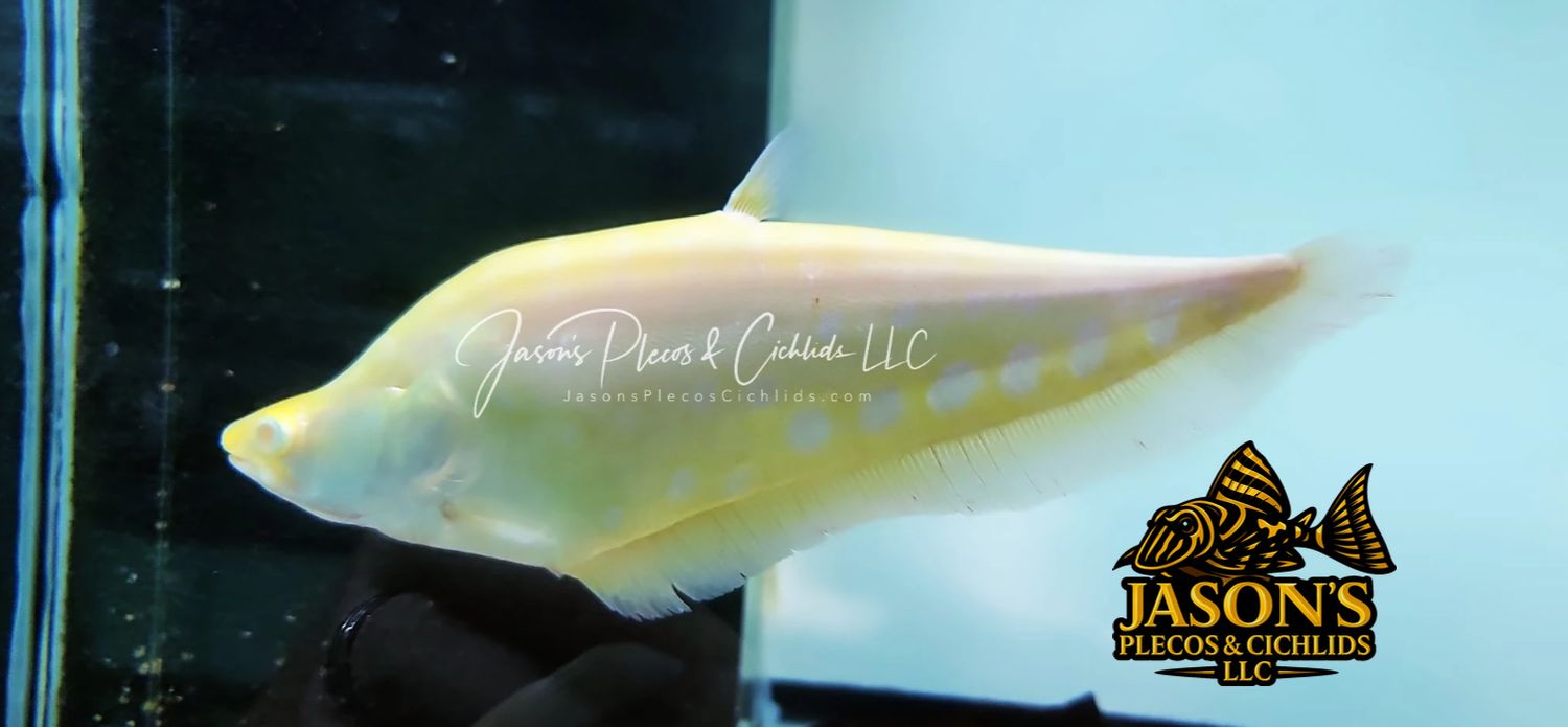 Albino Clown Knifefish - (Chitala Ornata)