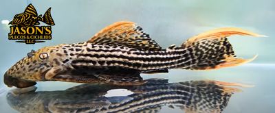 L025 Scarlet Cactus Pleco - (Pseudacanthicus pirarara)