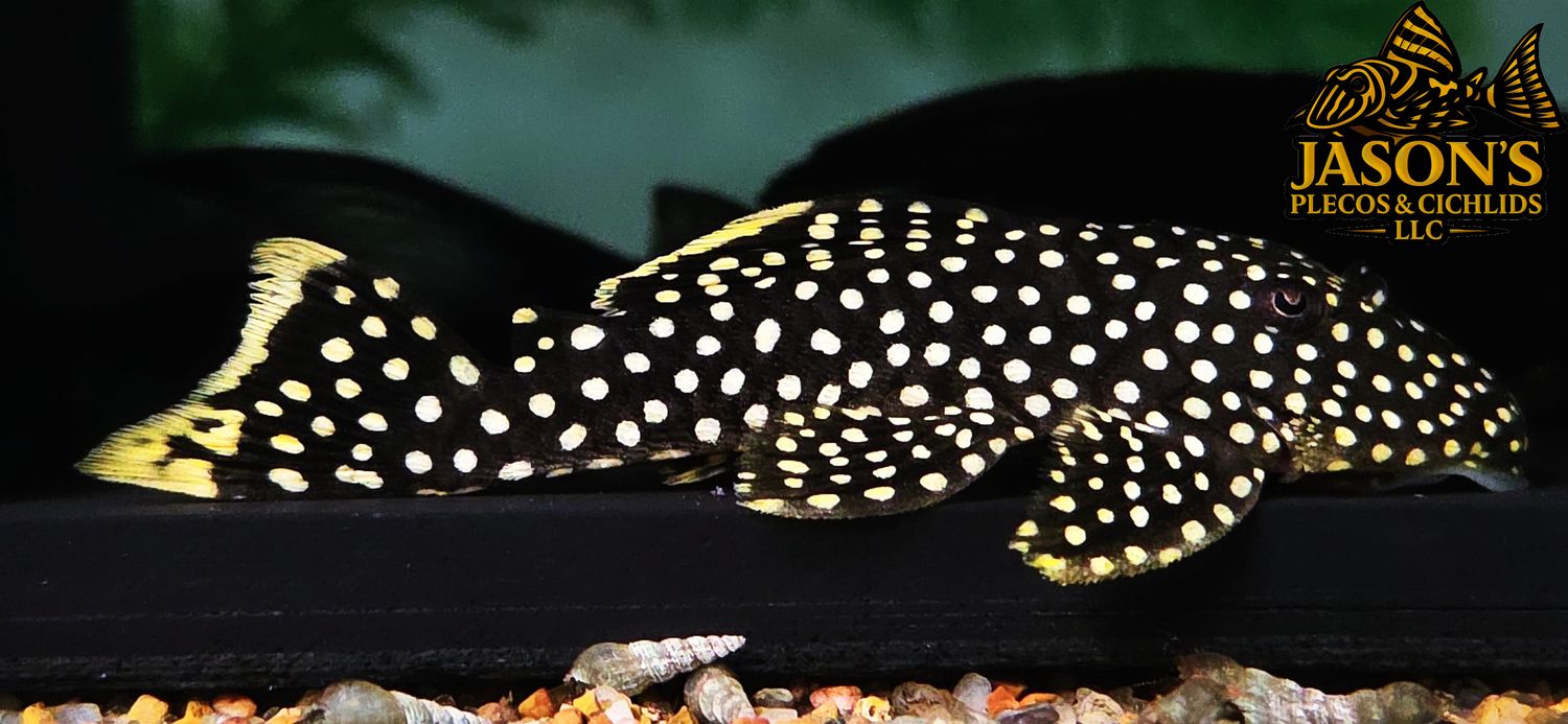 L018 Gold Nugget Pleco - (Baryancistrus xanthellus)