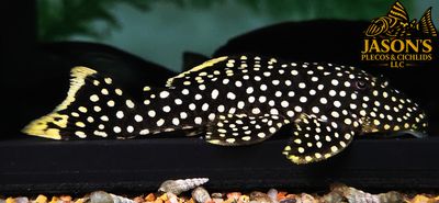 L018 Gold Nugget Pleco - (Baryancistrus xanthellus)