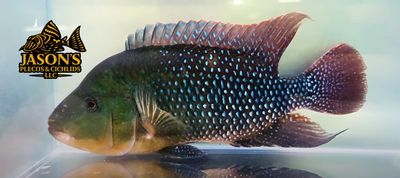 Red Terror Cichlid/Festae Cichlid - (Mesoheros festae)