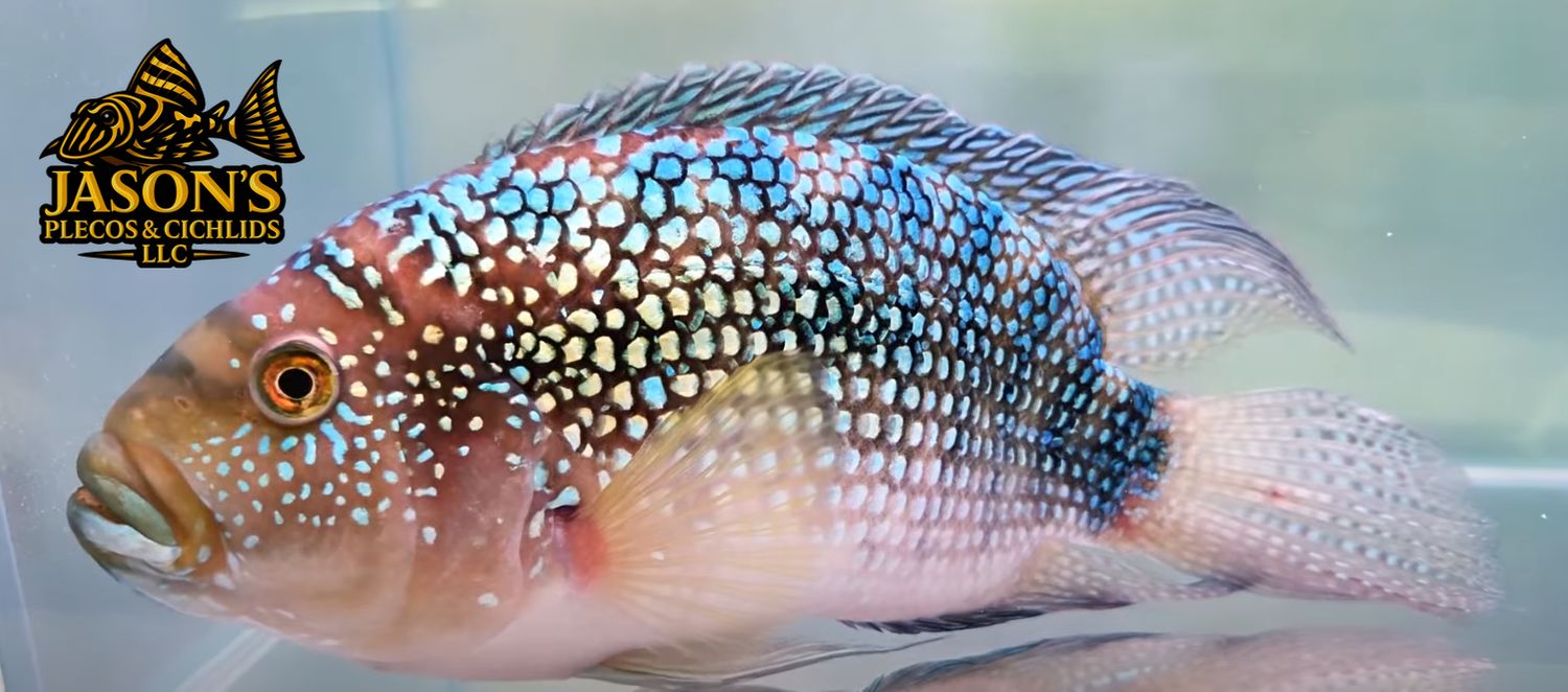 Jack Dempsey - (Rocio octofasciata)