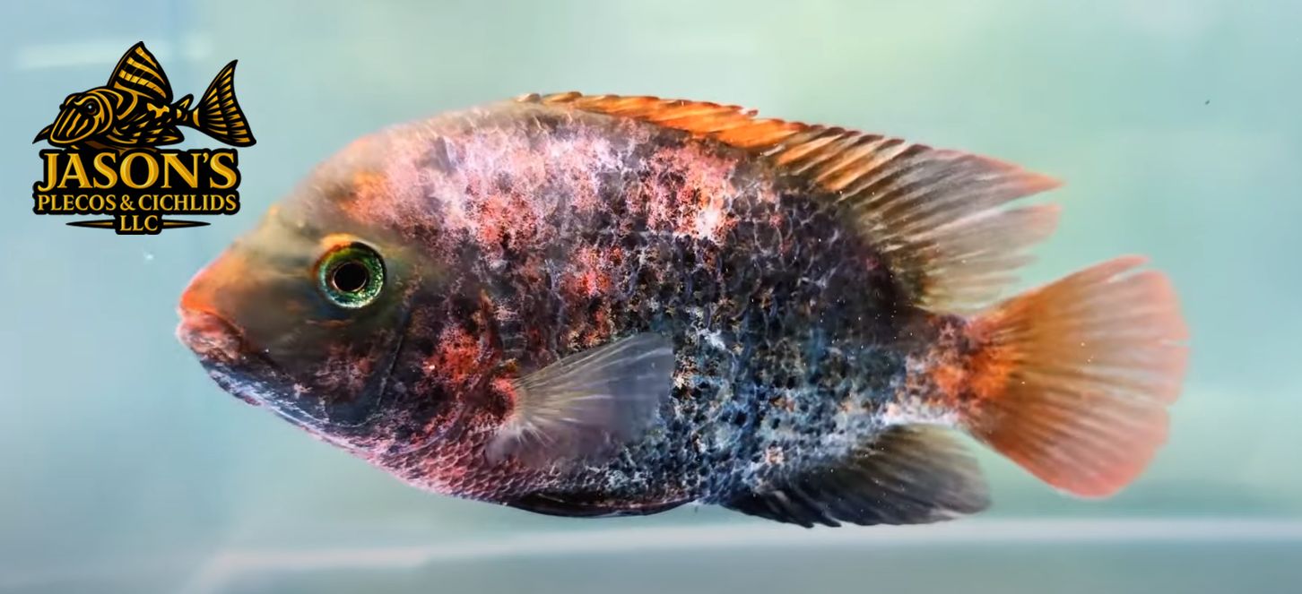 Hybrid Veija Cichlid