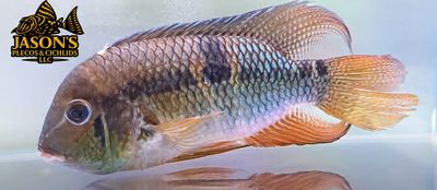 Royal Acara - (Aequidens diadema)