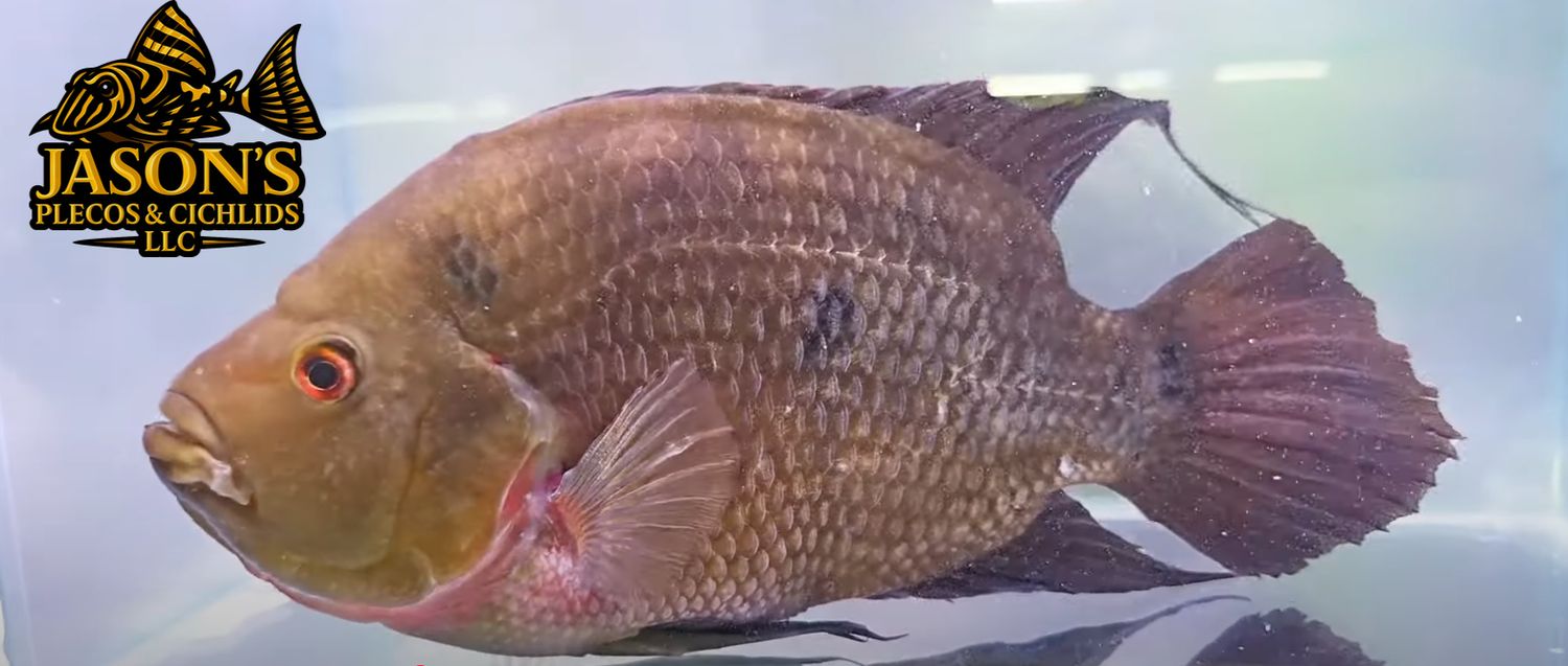 Trimac Cichlid/Three Spot Cichlid - (Amphilophus Trimaculatus)
