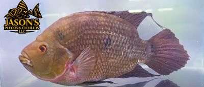 Trimac Cichlid/Three Spot Cichlid - (Amphilophus Trimaculatus)