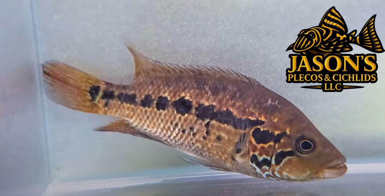 Loiselle Cichlid - (Parachromis loisellei)