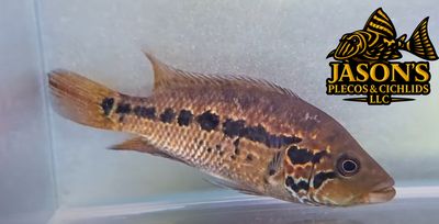 Loiselle Cichlid - (Parachromis loisellei)