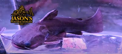 Iron Head Driftwood Catfish - (Trachycorystes trachycorystes)