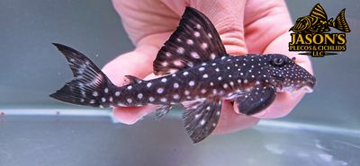 L102 Snowball Pleco - (Hypancistrus inspector)