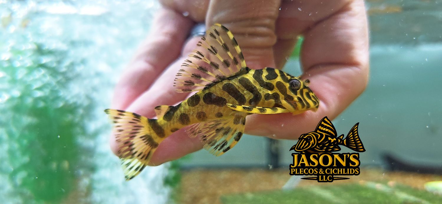 L134 Leopard Frog Pleco - (Peckoltia compta)
