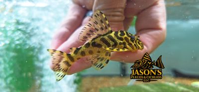 L134 Leopard Frog Pleco - (Peckoltia compta)