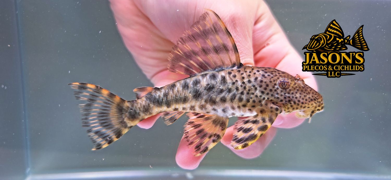 L205 Andes Tiger Pleco - (Peckoltia sp.)