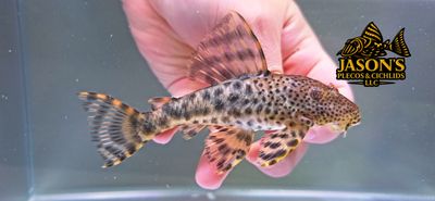 L205 Andes Tiger Pleco - (Peckoltia sp.)