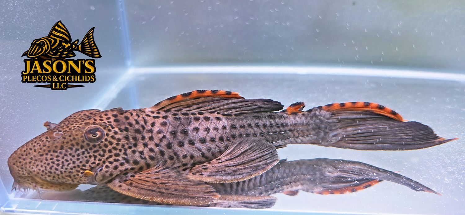 L091 Three Beacon Pleco/Redfin Blackspot Pleco - (Leporacanthicus triactis)
