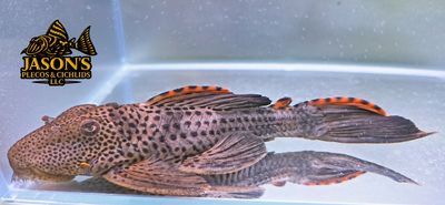 L091 Three Beacon Pleco/Redfin Blackspot Pleco - (Leporacanthicus triactis)