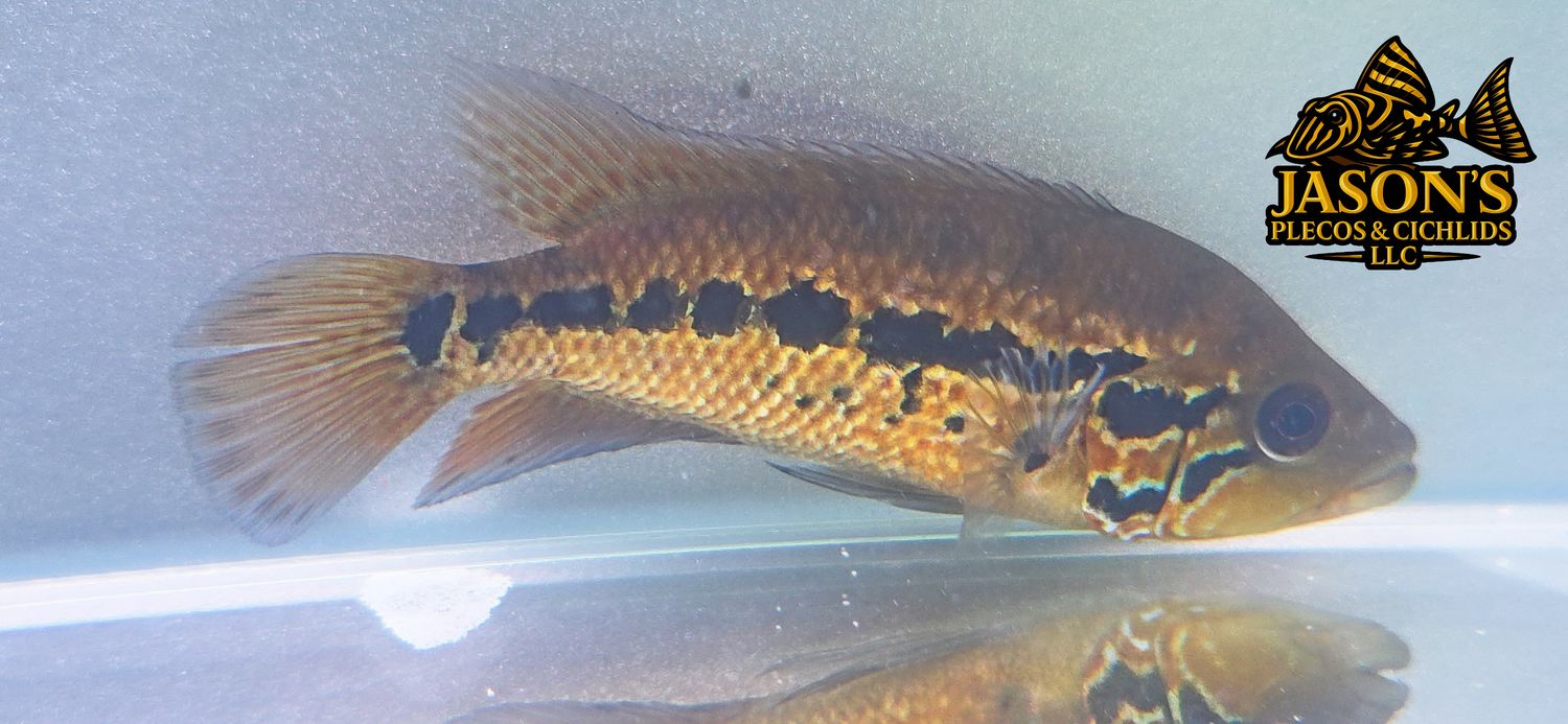 Red Tiger Motaguense - (Parachromis motaguensis)