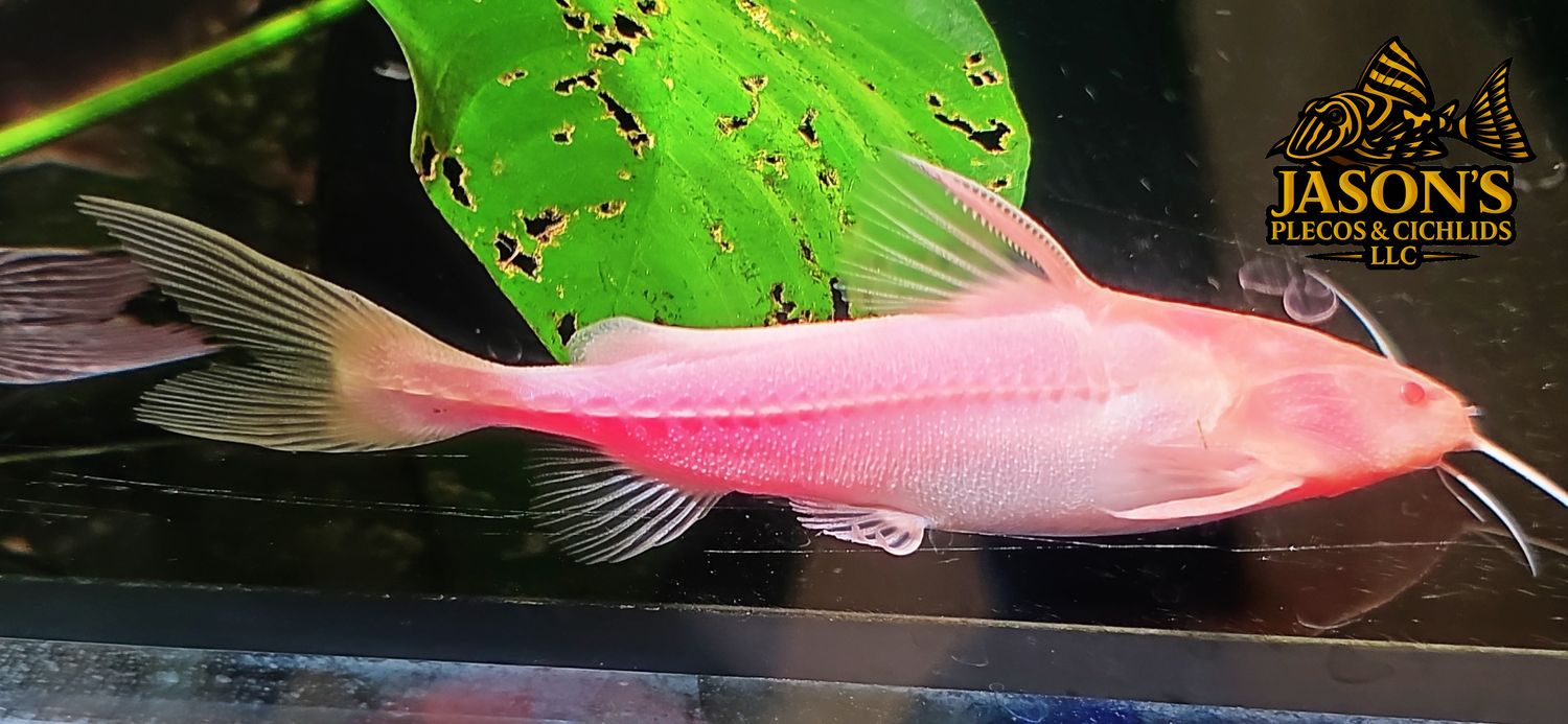 Albino Granulated Catfish - (Pterodoras granulosus)