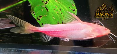 Albino Granulated Catfish - (Pterodoras granulosus)