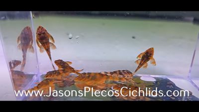L306 Bloodred Tiger Pleco - (Panaqolus claustellifer)