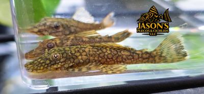 L159 Labyrinth Bristlenose - (Ancistrus luzia)