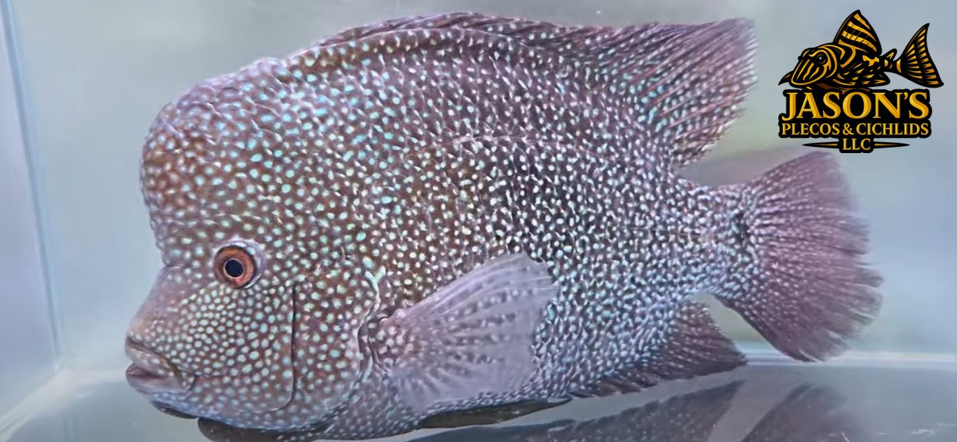 Texas Cichlid - (Herichthys cyanoguttatus)