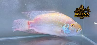 Leucistic Jack Dempsey - (Rocio octofasciata)