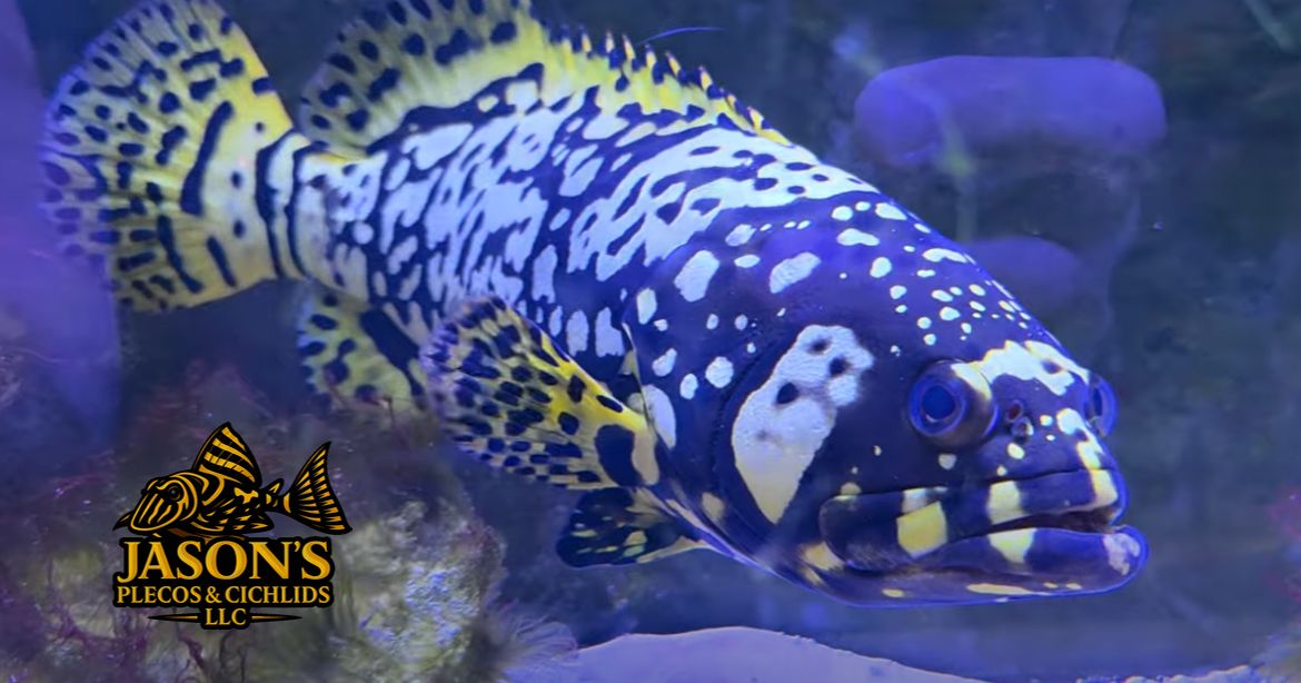 Bumblebee Grouper - (Epinephelus lanceolatus)