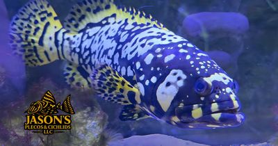 Bumblebee Grouper - (Epinephelus lanceolatus)