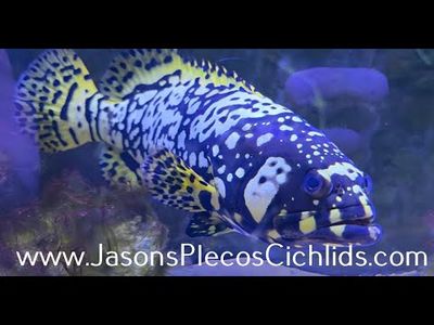 Bumblebee Grouper - (Epinephelus lanceolatus)