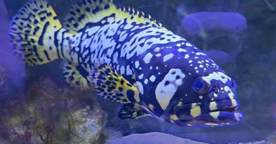Saltwater Fish