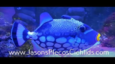 Clown Triggerfish - (Balistoides conspicillum)