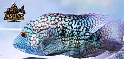 Electric Blue Texas Cichlid - (Herichthys carpintis)
