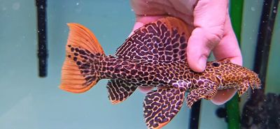 L114 Leopard Cactus Pleco - (Pseudacanthicus cf. leopardus)
