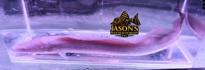Aba Aba Knifefish - (Gymnarchus niloticus)