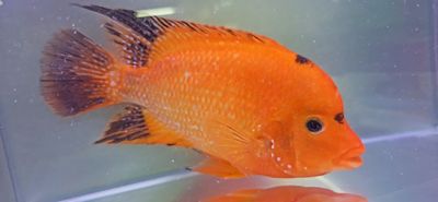 Super Red Texas - (Herichthys cyanoguttatus x Paraneetroplus synspilus x Amphilophus citrinellus)
