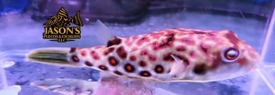 Cross River Puffer - (Tetraodon pustulatus)